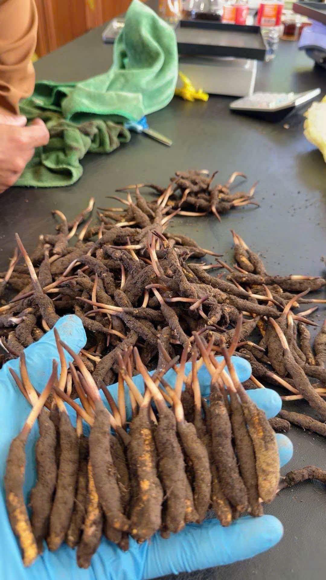 Đông trùng hạ thảo tươi loại 1,4 gram mỗi con
